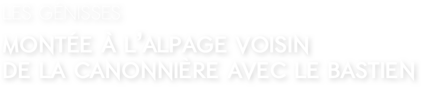 Les génisses
Montée à l’alpage voisin 
de la Canonnière avec le Bastien